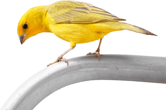 Canary on a metal pipe